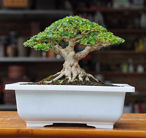 bonsai ebay